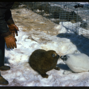 Two seals outside of cages, others in cages, Cape Parry oil spill, 1974