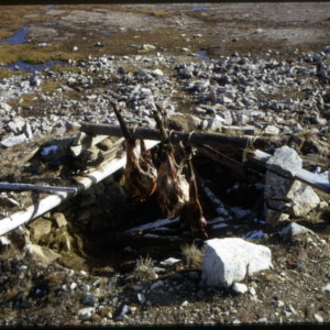 Roasting caribou at Cape Parry camp, 1972