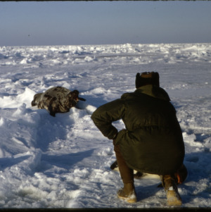 Approaching hooded seal in snow, Maggie Island, 1970