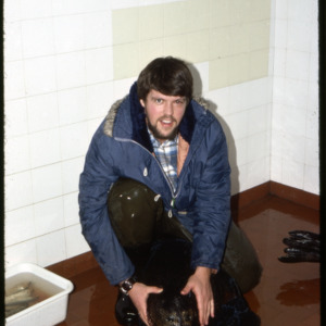 Restraining seal, Iceland, December 1980