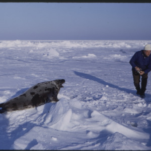 Approaching hooded seal in seal, 1970