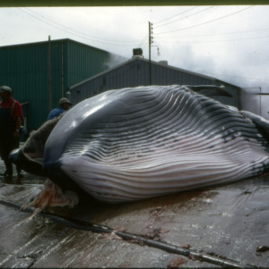 Whale carcass on flensing platform, 1969