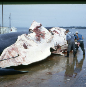 Carcass of whale