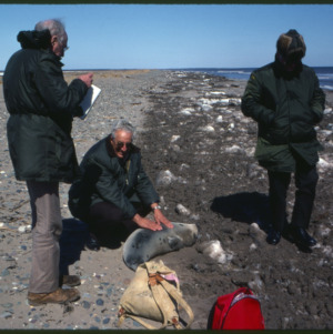 Researching seal on beach, Prince Edward's Island, April 1981