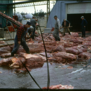 Slaughtering whale for dog food, U.K., June 1969
