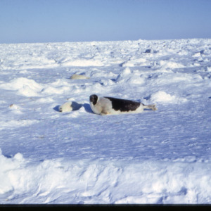 Harp seal mother and pup, Gulf, 1970