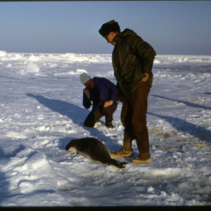 Examining hooded seals in snow