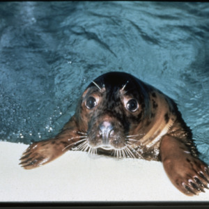 Seal in pool