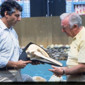 Joesph Geraci and Walter Cronkite with dolphin skull for TV program "Universe", San Diego, 1982