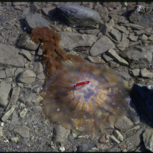 Jellyfish on shore, Basil Bay, 1973