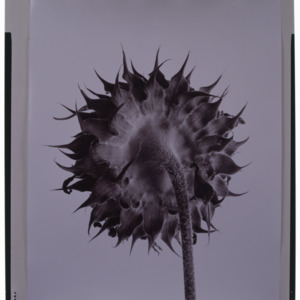 Sunflower, Black and White by John Mark Hall