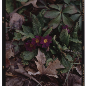 Purple primrose and leaves in Montrose garden, May 1995