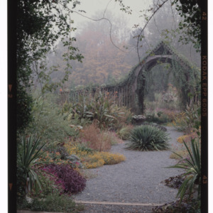 Wooden arch in fog in Montrose garden, September 1995