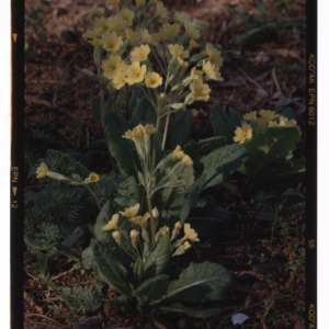 Yellow Tibetan cowslip in Montrose garden, April 1996