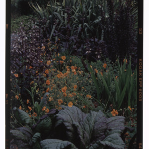 Plan with orange flowers in center in Montrose garden, 1995