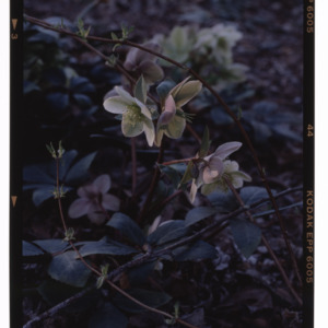 Lenten rose in Montrose Estate garden, Hillsborough, NC, March 1996
