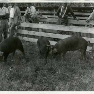 Photo of Men at Swine Show
