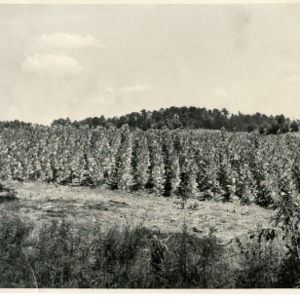 Photo of Field of Turkish Tobacco