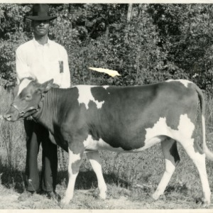 Photo of Ex Veteran's Purebred Guernsey Heifer