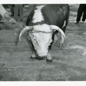 Photo of Cow