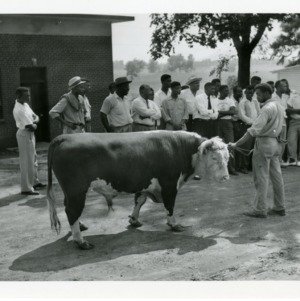 Photo of a Man and a Cow with Other People in the Background