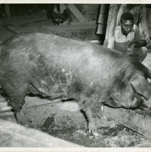 Photo of Man and Swine