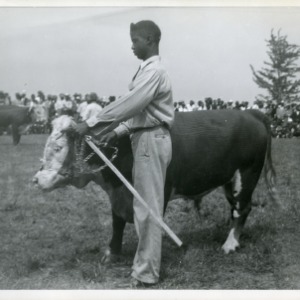 Photo of a Young Man with a Cow