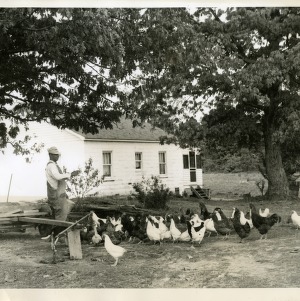 Photo of Man Feeding Chickens