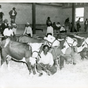 Photo of Young Men Kneeling Beside their Cows