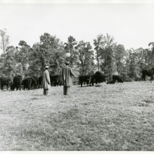 Photo of Men Standing in a Field with Cows