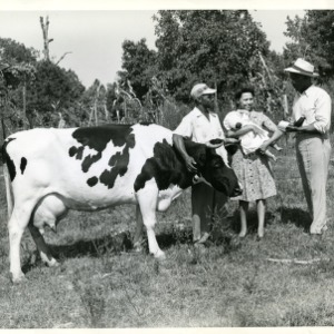 Photo of Two Men and Woman Holding A Baby With Cow