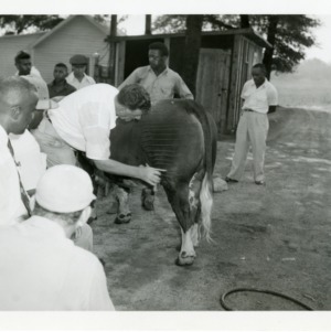 Photo of A Man Examining a Cow