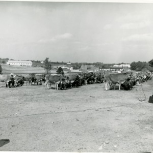 Photo of Cleveland Co. Negro Fair Dairy Cattle