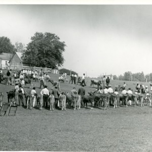 Photo of Cows Performing in a Fair