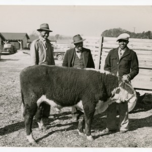 Photograph of Three Men Standing with a Cow