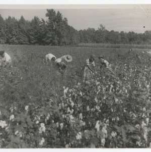 Group of people picking cotton