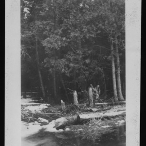 Swamp of Spruce and Cedar [#2]