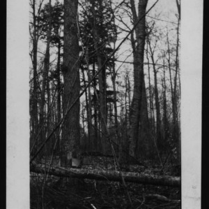 Sugar Maple, Beech, and Hemlock
