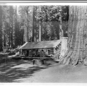 Mariposa Grove of Big Trees, 1913