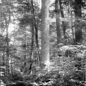Virgin Timber