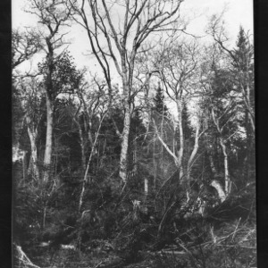 Spruce, Fir, Red Oak, Sugar Maple and Other Trees, May 1910