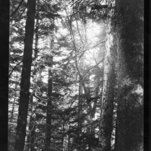 Virgin Forest of Spruce and Fir at Double Spring Gap, May 31, 1910