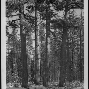 Mature Stand of Pinus Ponderosa [Ponderosa Pine]