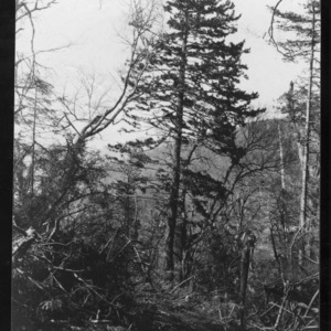 Spruce and Birch at Double Spring Gap, May 1910
