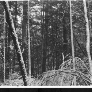 Spruce Wood Near Sunburst, N.C.