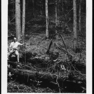 Professor George Sioussat Seated on Decaying Corpses of Spruces at Sunburst