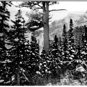 Limber Pine, Alpine Fir, and Mountain Spruce