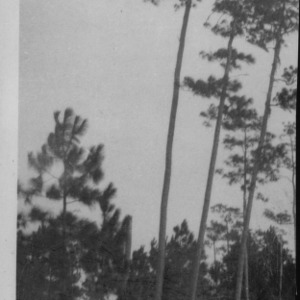 Unidentified Trees [#3]