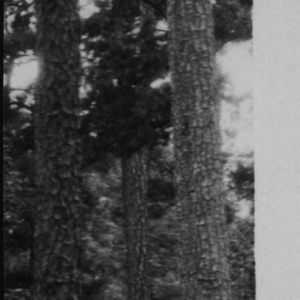 Unidentified Trees [#2]