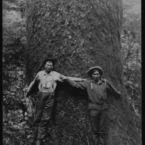 Two Men and Large Tree